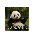 のんびりな脱力パンダ（個別スタンプ：15）