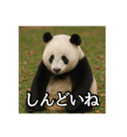 のんびりな脱力パンダ（個別スタンプ：17）