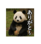 のんびりな脱力パンダ（個別スタンプ：20）