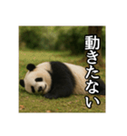 のんびりな脱力パンダ（個別スタンプ：35）