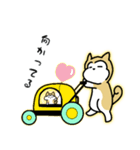 柴わんのおじー（個別スタンプ：8）