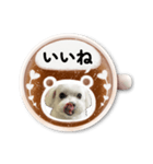 マルチーズ顔（写真）カフェラテ風スタンプ（個別スタンプ：2）