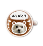 マルチーズ顔（写真）カフェラテ風スタンプ（個別スタンプ：3）