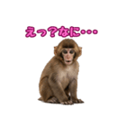 【bulu】かわいいお猿さん（個別スタンプ：5）