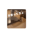 ぷあぷあスタンプだよ（個別スタンプ：3）