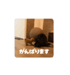 ぷあぷあスタンプだよ（個別スタンプ：15）
