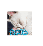 山メロファミリー（個別スタンプ：5）