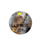 滑車を回らないハムスター❀だんごろもち❀（個別スタンプ：8）