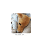 まいにち使えるスタンプ☆こむき（個別スタンプ：5）