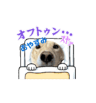 まいにち使えるスタンプ☆こむき（個別スタンプ：8）