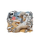 まいにち使えるスタンプ☆こむき（個別スタンプ：9）