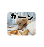 まいにち使えるスタンプ☆こむき（個別スタンプ：10）