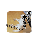 まいにち使えるスタンプ☆こむき（個別スタンプ：12）