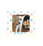 まいにち使えるスタンプ☆こむき（個別スタンプ：13）