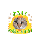 ぴしゅまる♡伽羅ちゃん（個別スタンプ：8）