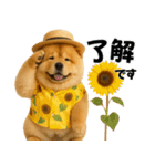 夏に使える♡かわいいチャウチャウ犬（個別スタンプ：1）