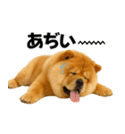 夏に使える♡かわいいチャウチャウ犬（個別スタンプ：5）