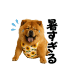 夏に使える♡かわいいチャウチャウ犬（個別スタンプ：6）