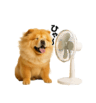 夏に使える♡かわいいチャウチャウ犬（個別スタンプ：8）
