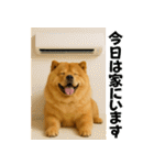 夏に使える♡かわいいチャウチャウ犬（個別スタンプ：17）
