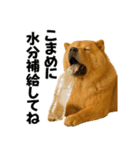 夏に使える♡かわいいチャウチャウ犬（個別スタンプ：20）