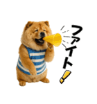 夏に使える♡かわいいチャウチャウ犬（個別スタンプ：29）