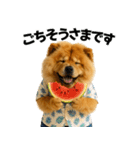 夏に使える♡かわいいチャウチャウ犬（個別スタンプ：33）