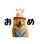 夏に使える♡かわいいチャウチャウ犬（個別スタンプ：38）