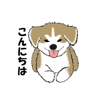 もちもちの秋田犬（個別スタンプ：1）