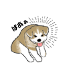 もちもちの秋田犬（個別スタンプ：12）