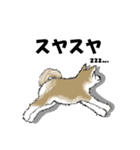 もちもちの秋田犬（個別スタンプ：13）