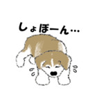 もちもちの秋田犬（個別スタンプ：19）