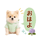 大人可愛い癒しポメラニアンの梅雨スタンプ（個別スタンプ：2）