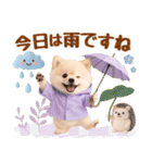 大人可愛い癒しポメラニアンの梅雨スタンプ（個別スタンプ：5）
