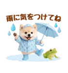 大人可愛い癒しポメラニアンの梅雨スタンプ（個別スタンプ：6）