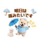 大人可愛い癒しポメラニアンの梅雨スタンプ（個別スタンプ：13）