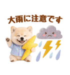 大人可愛い癒しポメラニアンの梅雨スタンプ（個別スタンプ：14）