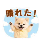 大人可愛い癒しポメラニアンの梅雨スタンプ（個別スタンプ：16）