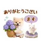 大人可愛い癒しポメラニアンの梅雨スタンプ（個別スタンプ：18）