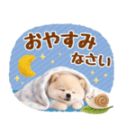 大人可愛い癒しポメラニアンの梅雨スタンプ（個別スタンプ：20）
