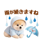 大人可愛い癒しポメラニアンの梅雨スタンプ（個別スタンプ：21）