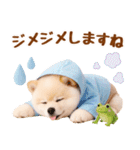 大人可愛い癒しポメラニアンの梅雨スタンプ（個別スタンプ：23）