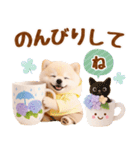 大人可愛い癒しポメラニアンの梅雨スタンプ（個別スタンプ：24）