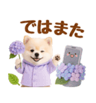 大人可愛い癒しポメラニアンの梅雨スタンプ（個別スタンプ：31）