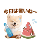 大人可愛い癒しポメラニアンの梅雨スタンプ（個別スタンプ：34）
