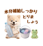 大人可愛い癒しポメラニアンの梅雨スタンプ（個別スタンプ：35）