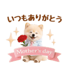 大人可愛い癒しポメラニアンの梅雨スタンプ（個別スタンプ：39）