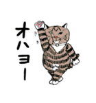 靴下ねこのたびお（個別スタンプ：1）