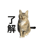 靴下ねこのたびお（個別スタンプ：13）