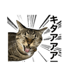 靴下ねこのたびお（個別スタンプ：15）